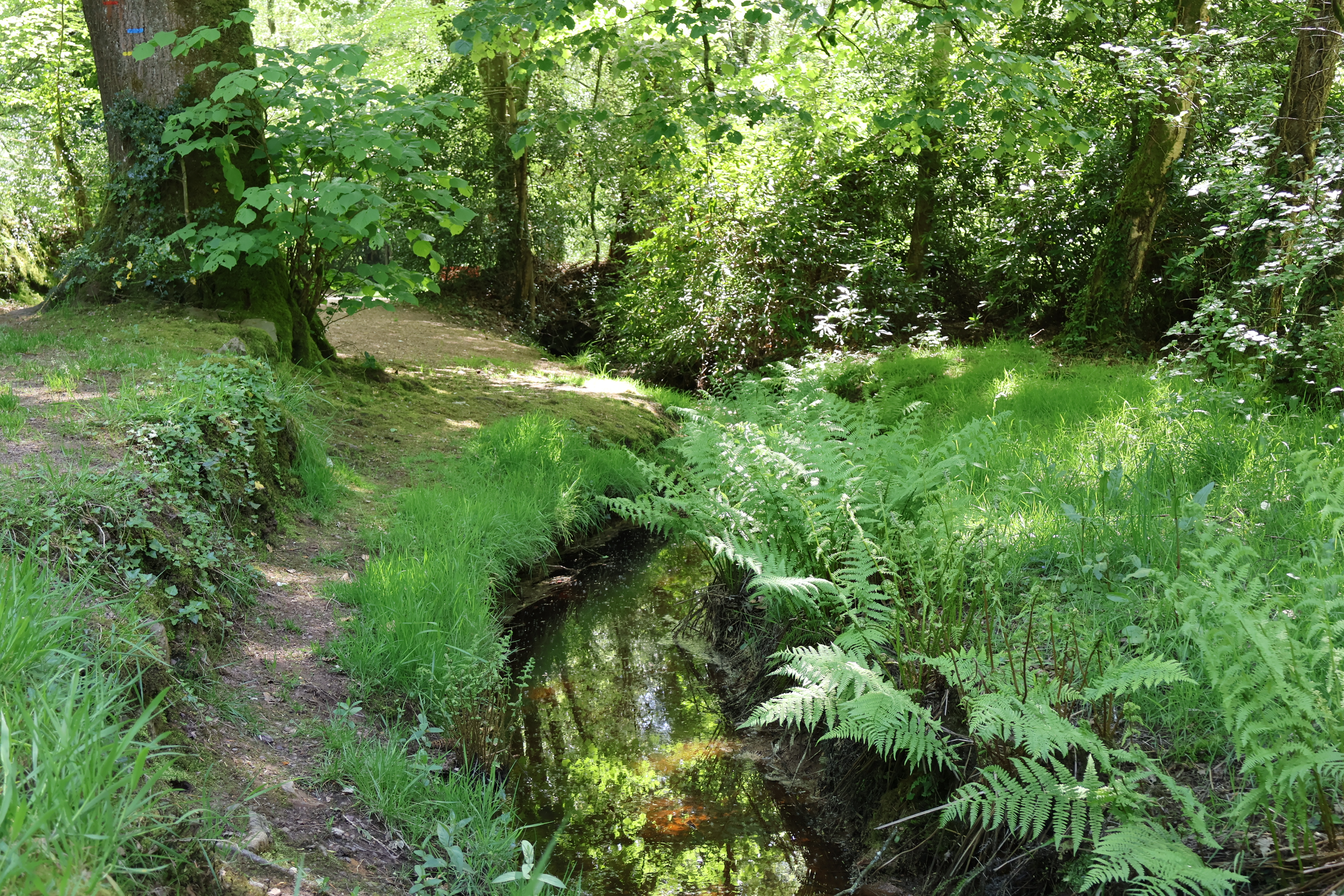 forêt de Brocéliande